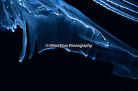 Tangled All In Blue